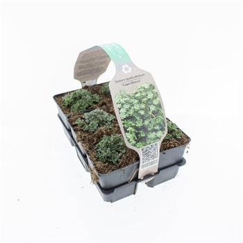 Sedum spathulifolium 'Cape Blanco' F00008939
