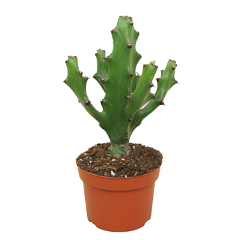 Euphorbia maurentania F00002628