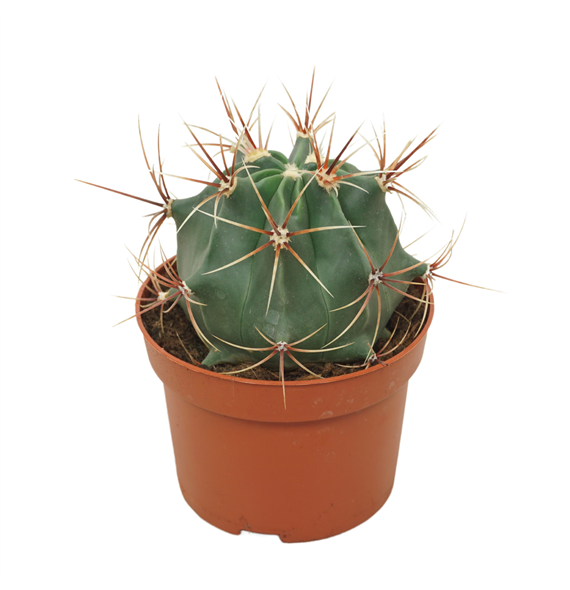 Ferocactus histrix F00004576