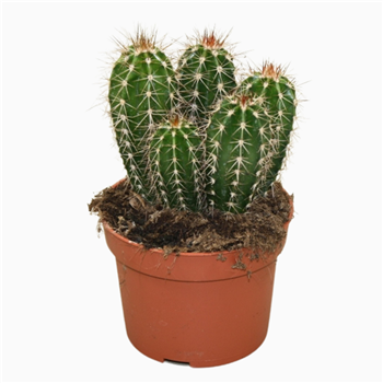Pachycereus pecten-aboriginum F00001723