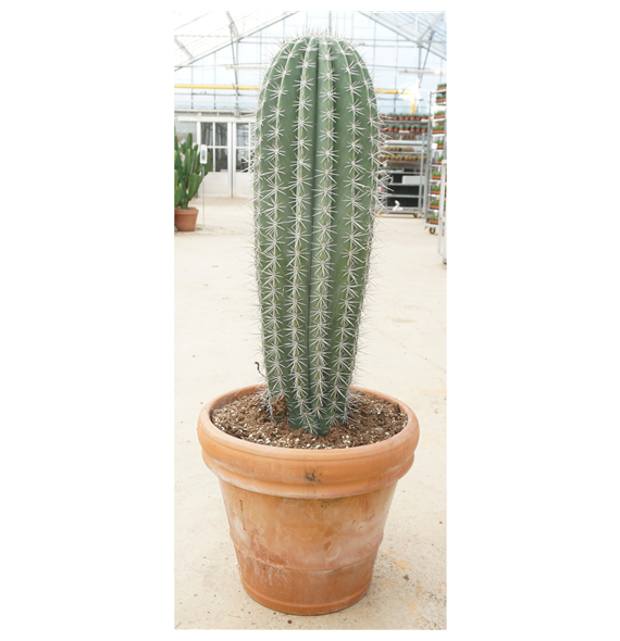 Pachycereus pringlei F00001525