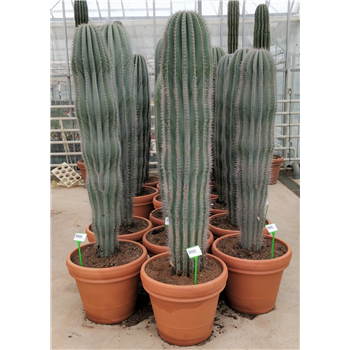 Pachycereus pringlei F00002730
