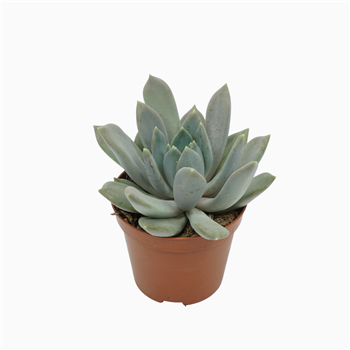 Pachyphytum 'Draco' F00001300