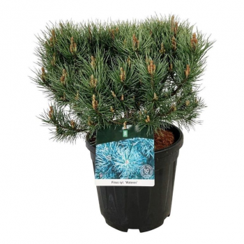 Bor(Pinus) sylvestris 'Watereri' F00007438