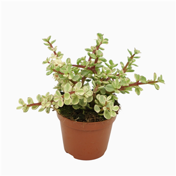 Portulacaria afra 'Variegata' F00001298