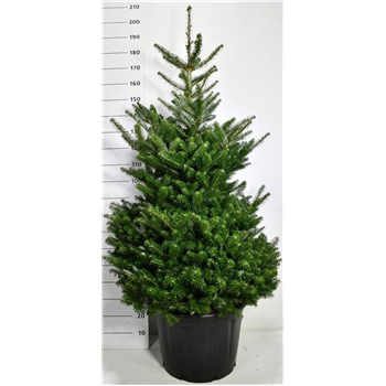 Abies koreana F00009043