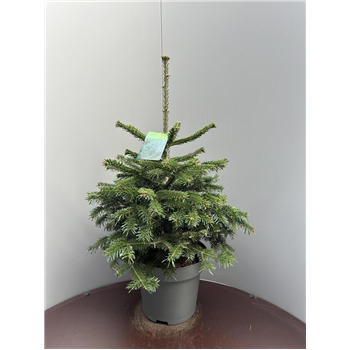Abies nordmanniana F00009295