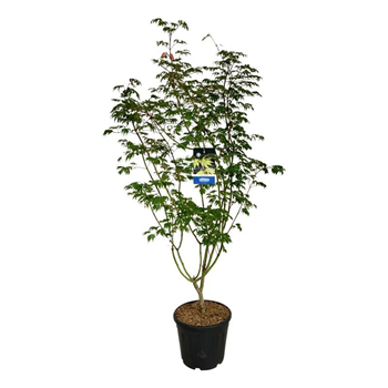 Javor 'Arctic Jade' F00008144