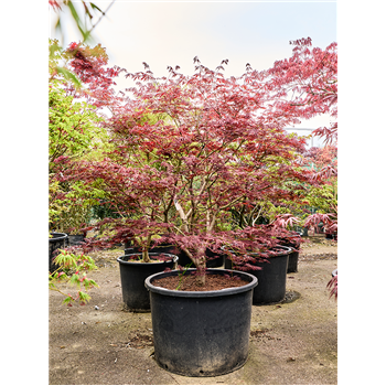 Javor pal 'Atropurpureum' 5ACARVT06