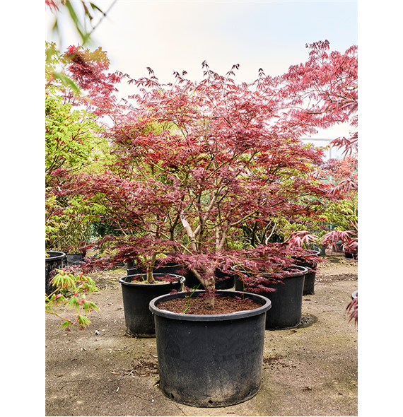 Javor pal 'Atropurpureum' 5ACARVT06
