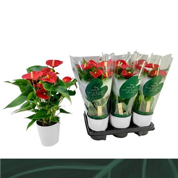 Anthurium andr  aristo Aristo 12cm wit keramiek5 fl 40cm 12cm Q396