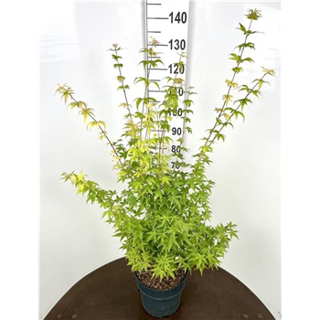 Javor palmatum 'Bi-hoo' F00006723