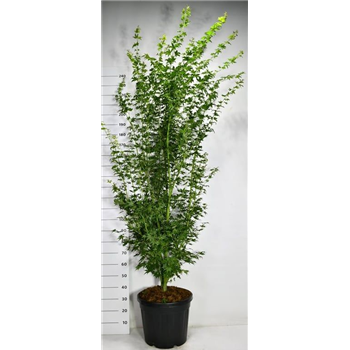 Javor palmatum 'Going Green' F00009067