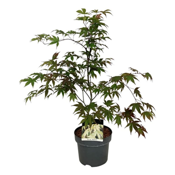Javor palmatum 'Osakazuki' F00007365
