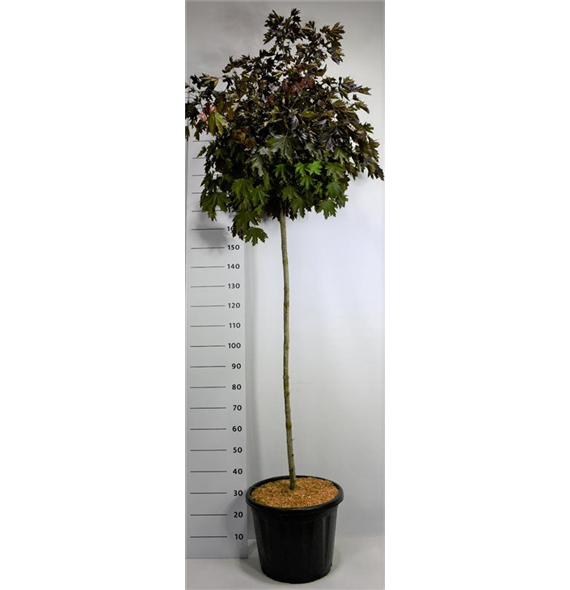 Javor platanoides 'Crimson Sentry' F00009068
