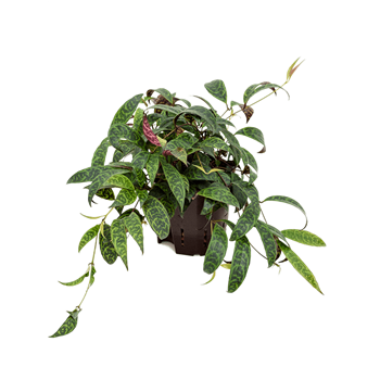 Aeschynanthus marmoratus 2AEMAHA10