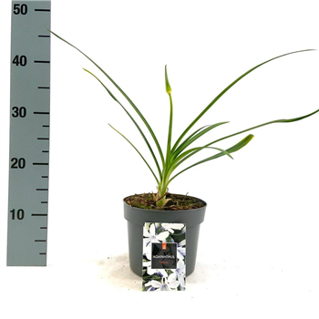 Agapanthus africanus 'Twister' F00009373