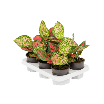 Aglaonema 'Crimson Love' 6/tray 4AGCLBP13