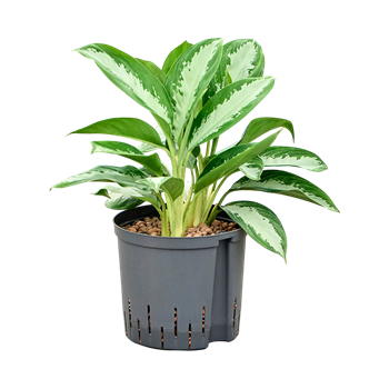 Aglaonema 'Diamond bay' 1AGDBTU22