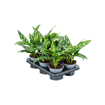 Aglaonema 'Maria' 6/tray 4AGMABP10