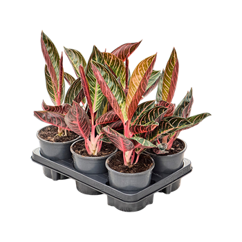 Aglaonema 'Sumatra' 6/tray 4AGSUBP13