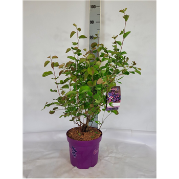 Amelanchier alnifolia 'Greatberry' F00009587