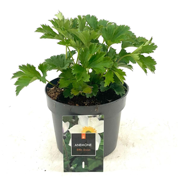 Anemone 'Elfin Swan' F00009165