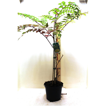 Aralia elata F00009002