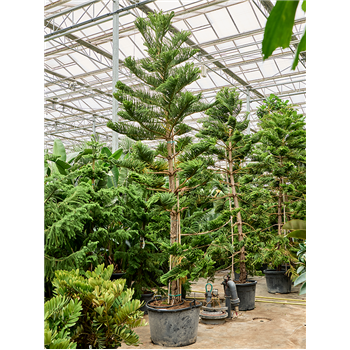 Araucaria heterophylla (350-450) 4ARHERS06