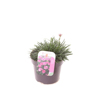 Armeria maritima 'Splendens' F00003082