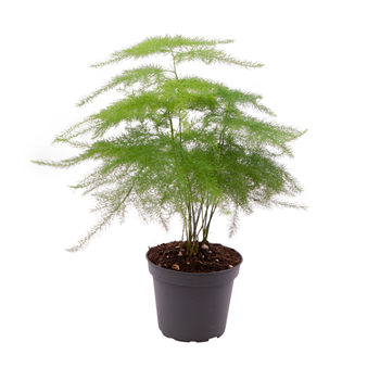 Asparagus Plumosus F00000889