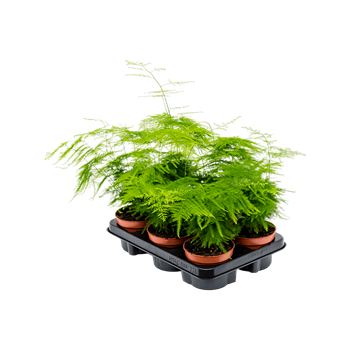 Asparagus setaceus plumosus 8/tray 4ASPABP35