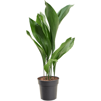 Aspidistra elatior 4ASELBU99