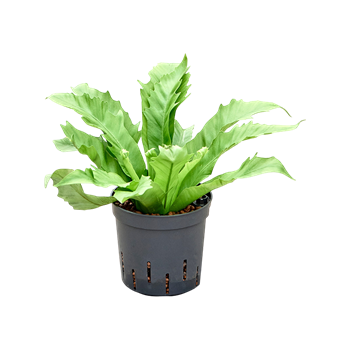 Asplenium antiquum 'Gioia' 2ASGIBP10