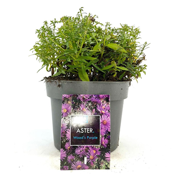Aster 'Woods Purple' F00009226