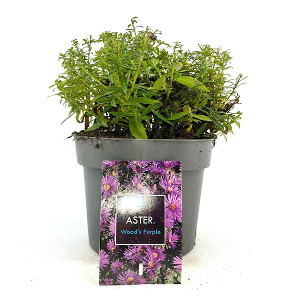 Aster 'Woods Purple' F00009226