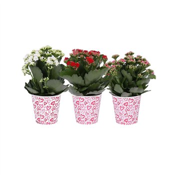 Kalanhoja blossfeldiana rosalina mixed KP-904 1 - Rosalina 12cm in smartcup love pp 27cm 12cm Q3388