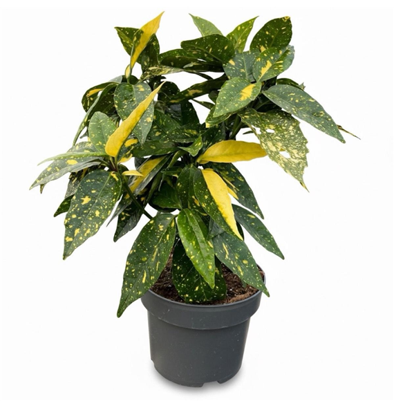 Aucuba japonica 'Crotonifolia' F00009128