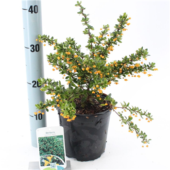 Berberis buxifolia 'Nana' F00009615