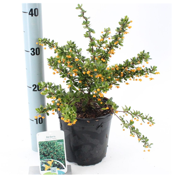 Berberis buxifolia 'Nana' F00009615