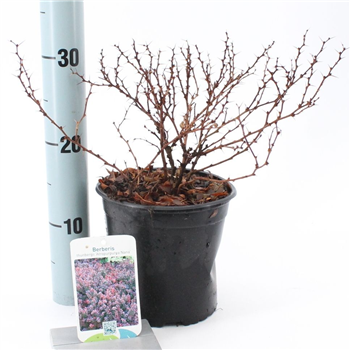 Berberis thunbergii 'Atropurpurea Nana' F00009617
