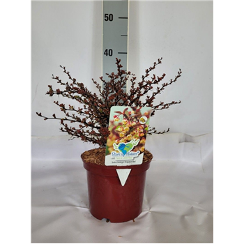 Berberis thunbergii 'Atropurpurea Nana' F00009571