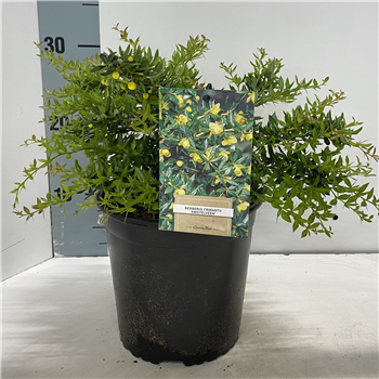 Berberis x frikartii 'Amstelveen' F00009618