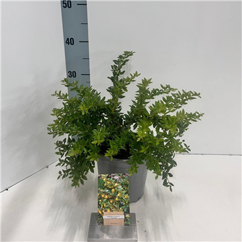 Berberis x frikartii 'Telstar' F00009616