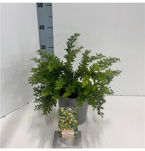 Berberis x frikartii 'Telstar' F00009616