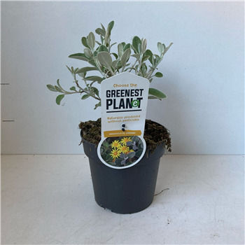 Brachyglottis 'Sunshine' F00009621