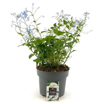 Brunnera macrophylla 'Jack Frost' F00009110