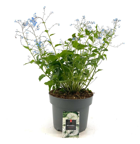 Brunnera macrophylla 'Jack Frost' F00009110