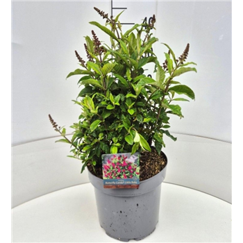 Buddleja davidii 'Butterfly Candy Little Ruby' F00009490