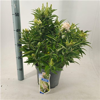 Buddleja davidii 'Butterfly Candy Little White' F00009622